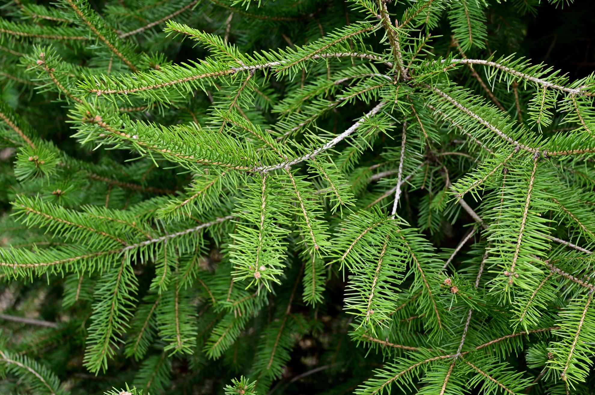 「CLT（Cross-Laminated Timber）」の製造に適している木材